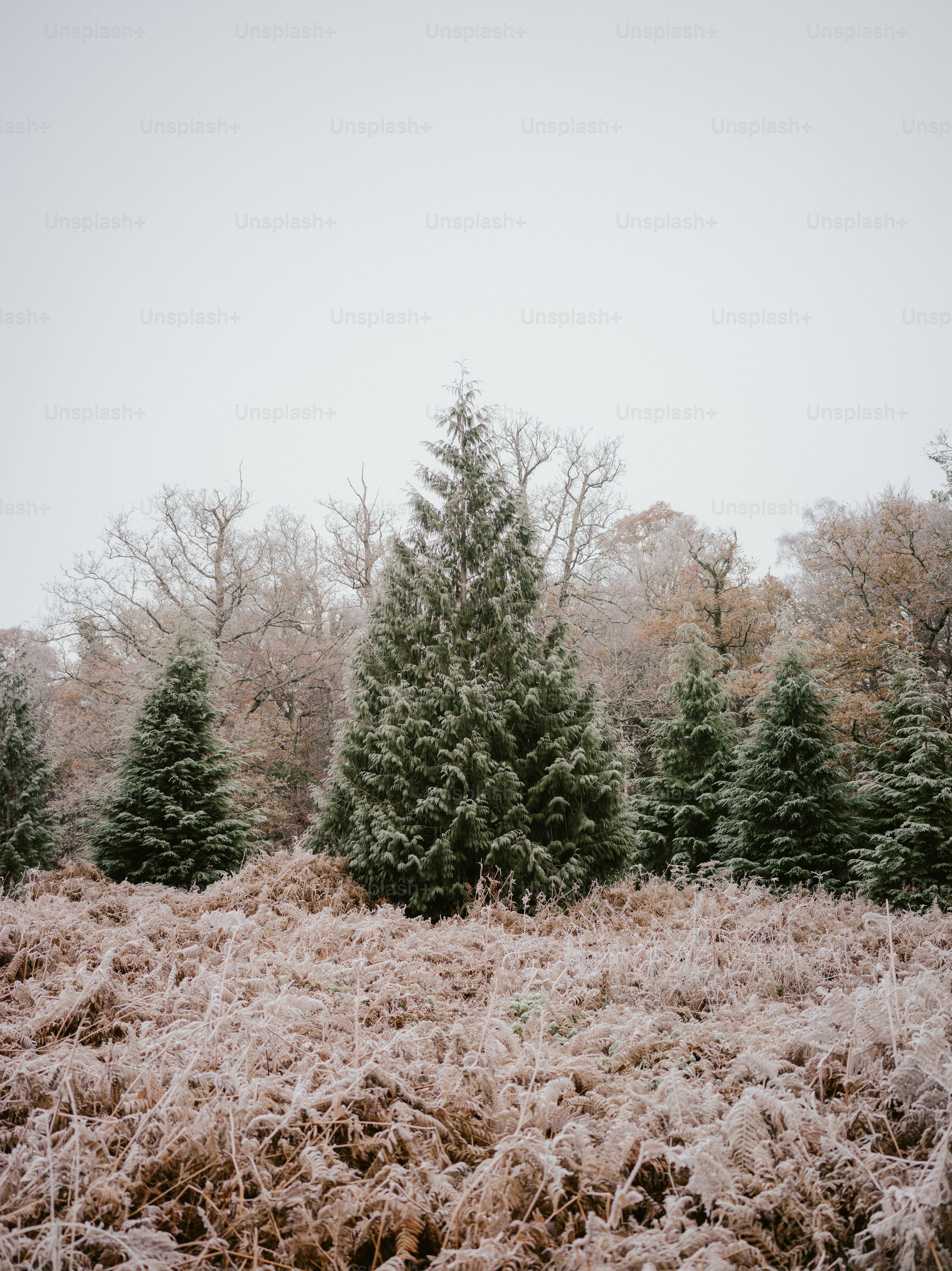a group of trees that are standing in the grass