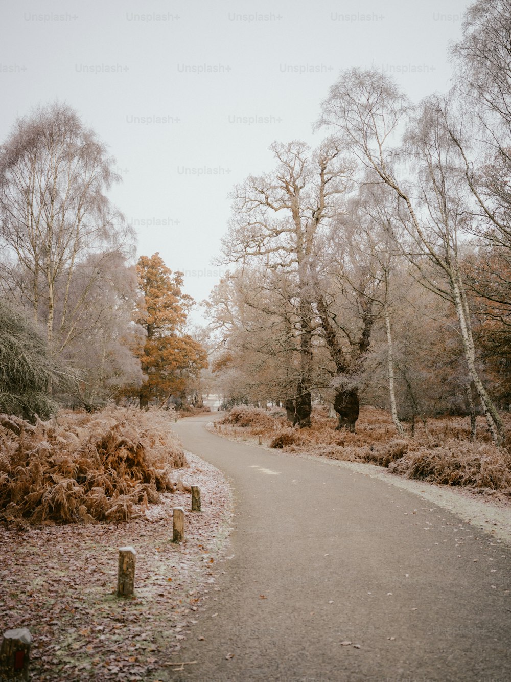 a path in a park with lots of trees