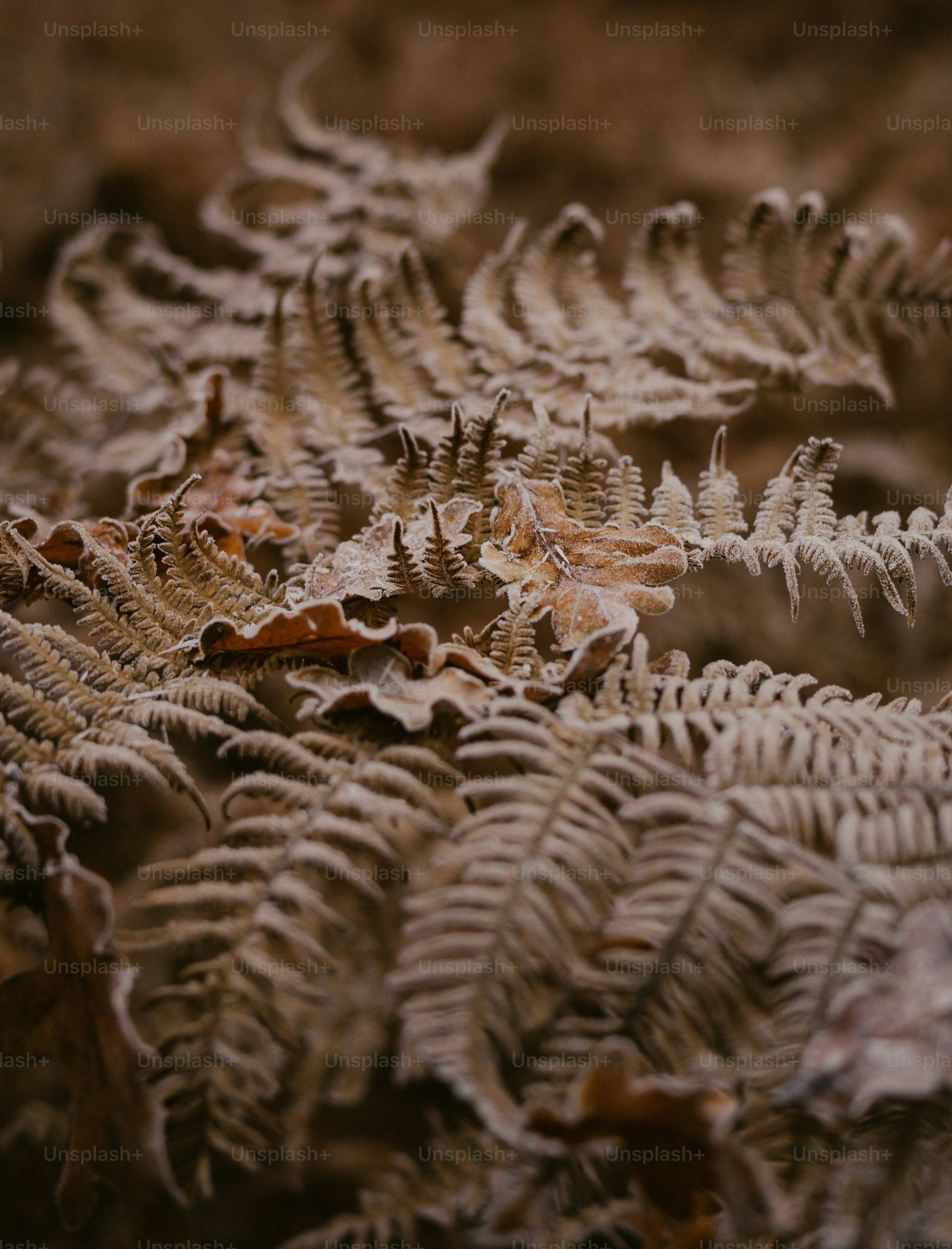 A close up of a tree branch with snow on it photo – Forest Image on ...