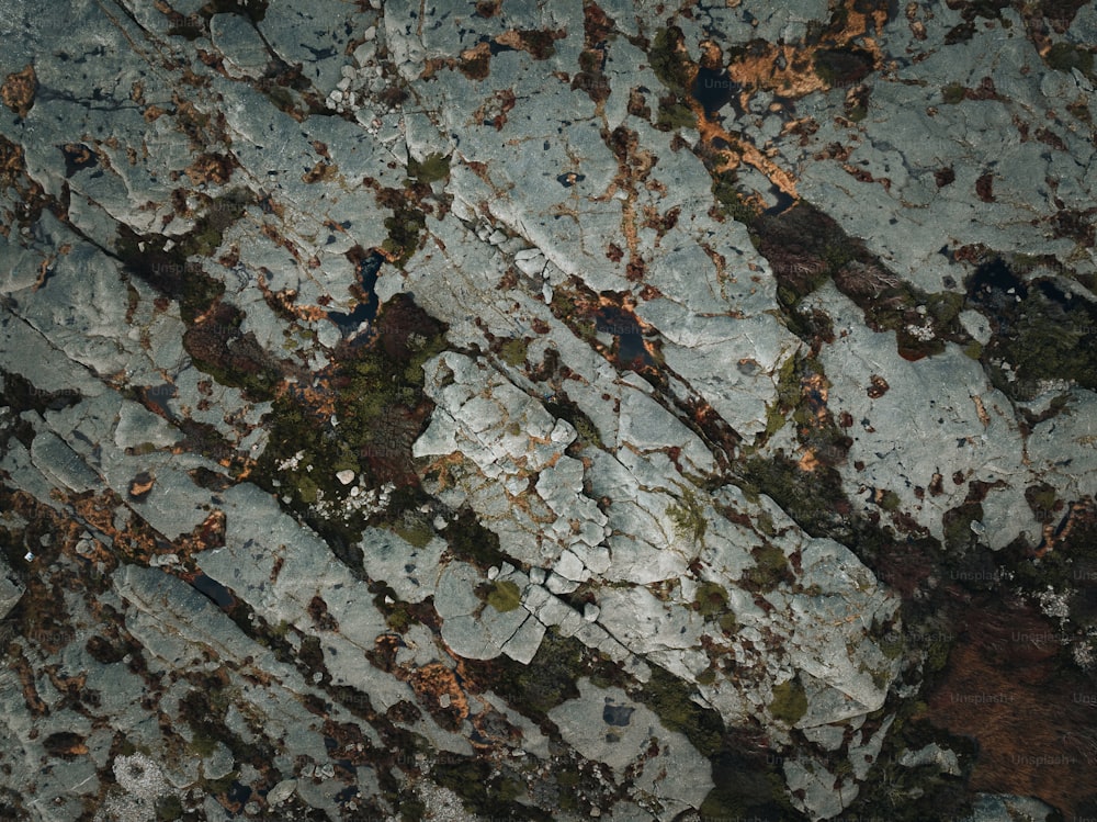 a close up of a rock with moss growing on it