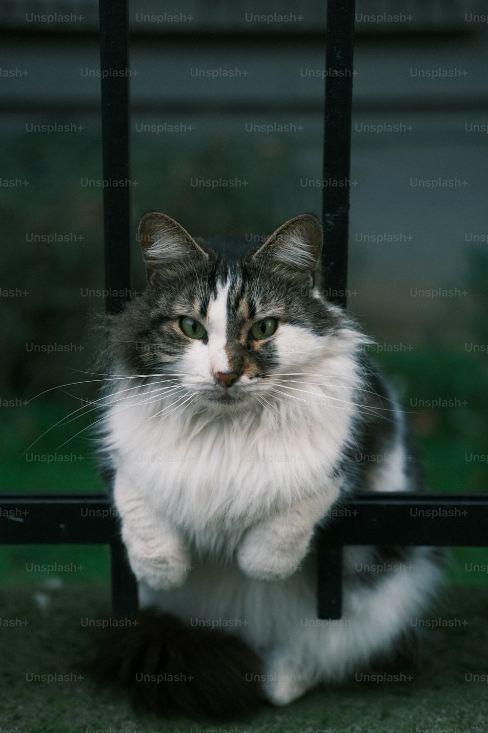 a cat sitting on the ground behind a gate