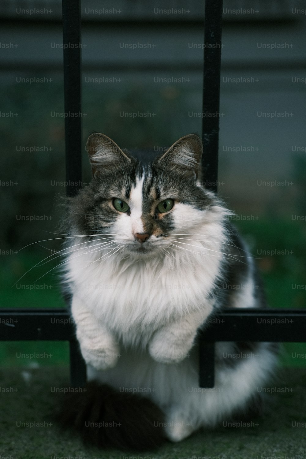 Un gato sentado en el suelo detrás de una puerta