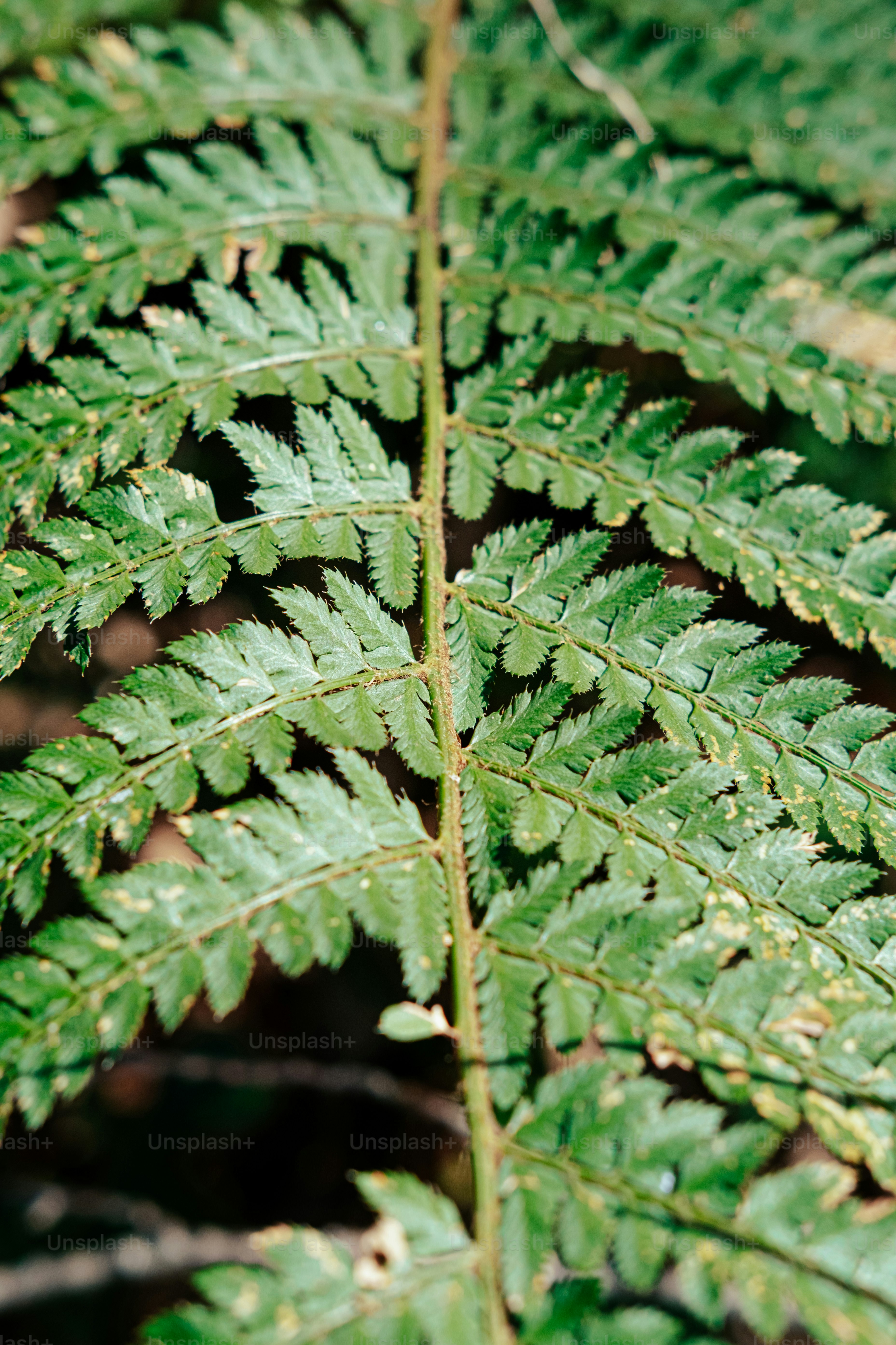 a close up of a green plant with lots of leaves