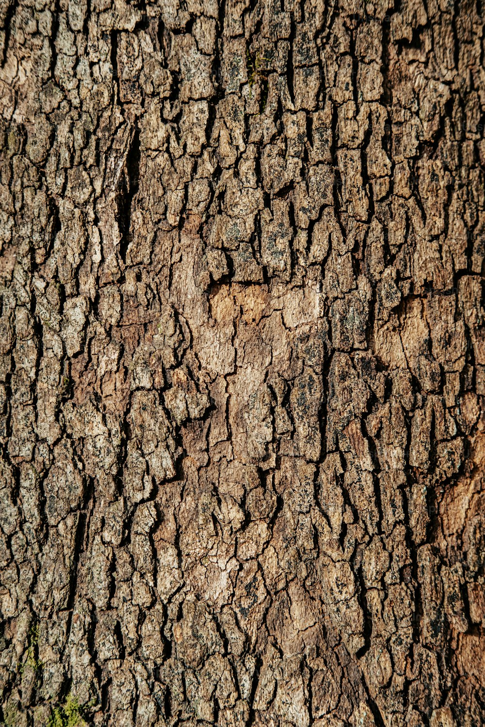 a close up of a tree bark texture