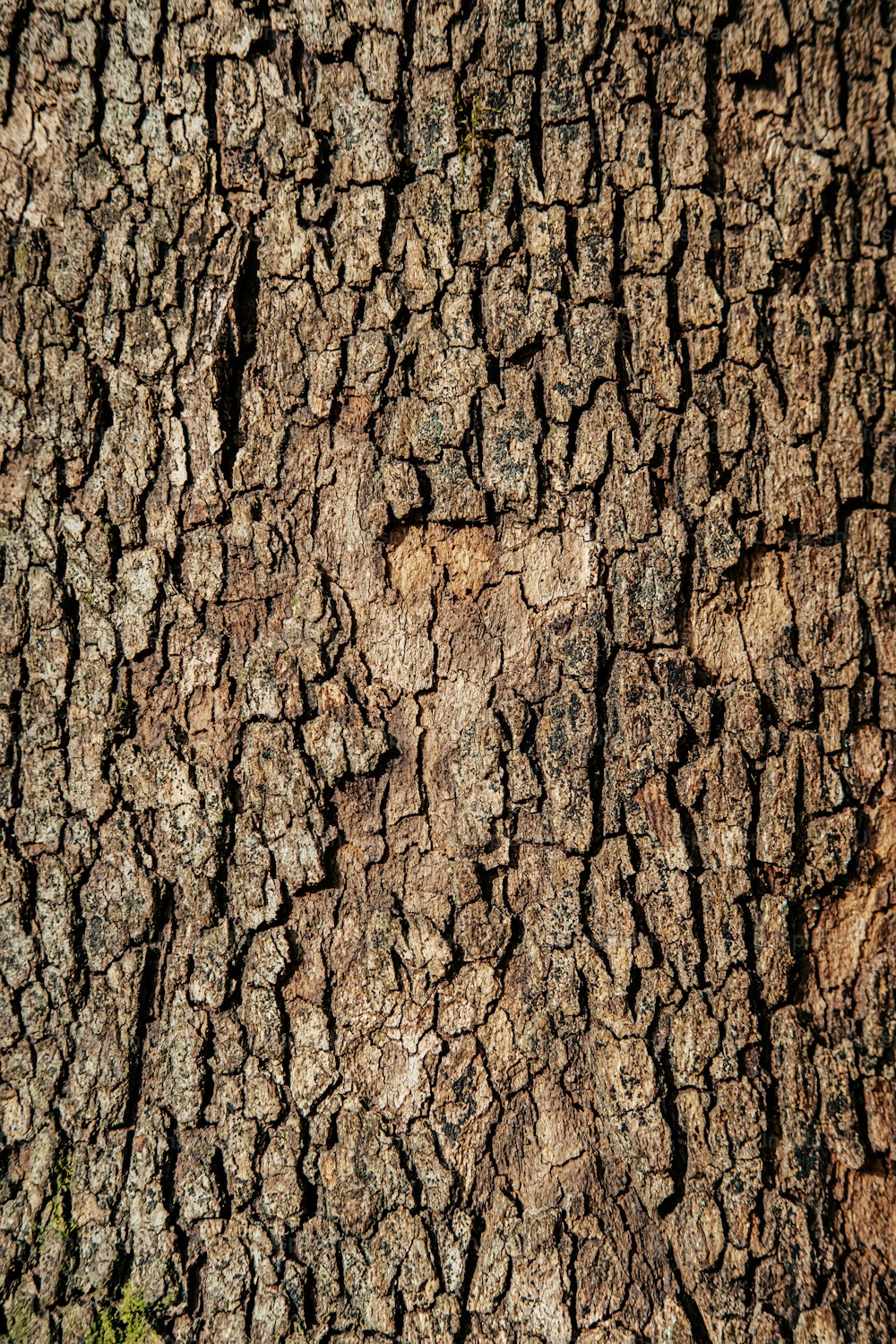 나무 껍질 질감의 클로즈업
