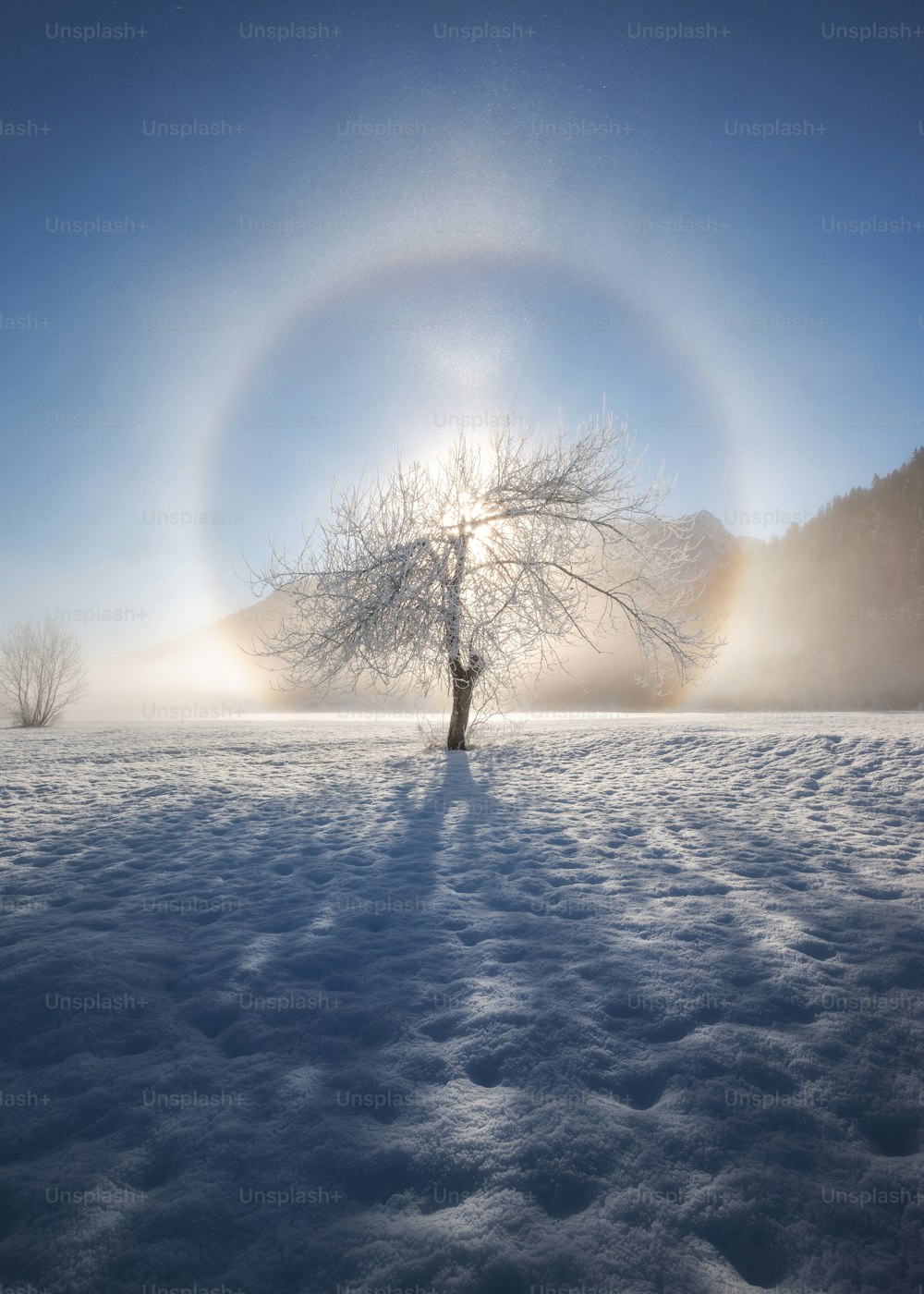 a tree in the middle of a snowy field