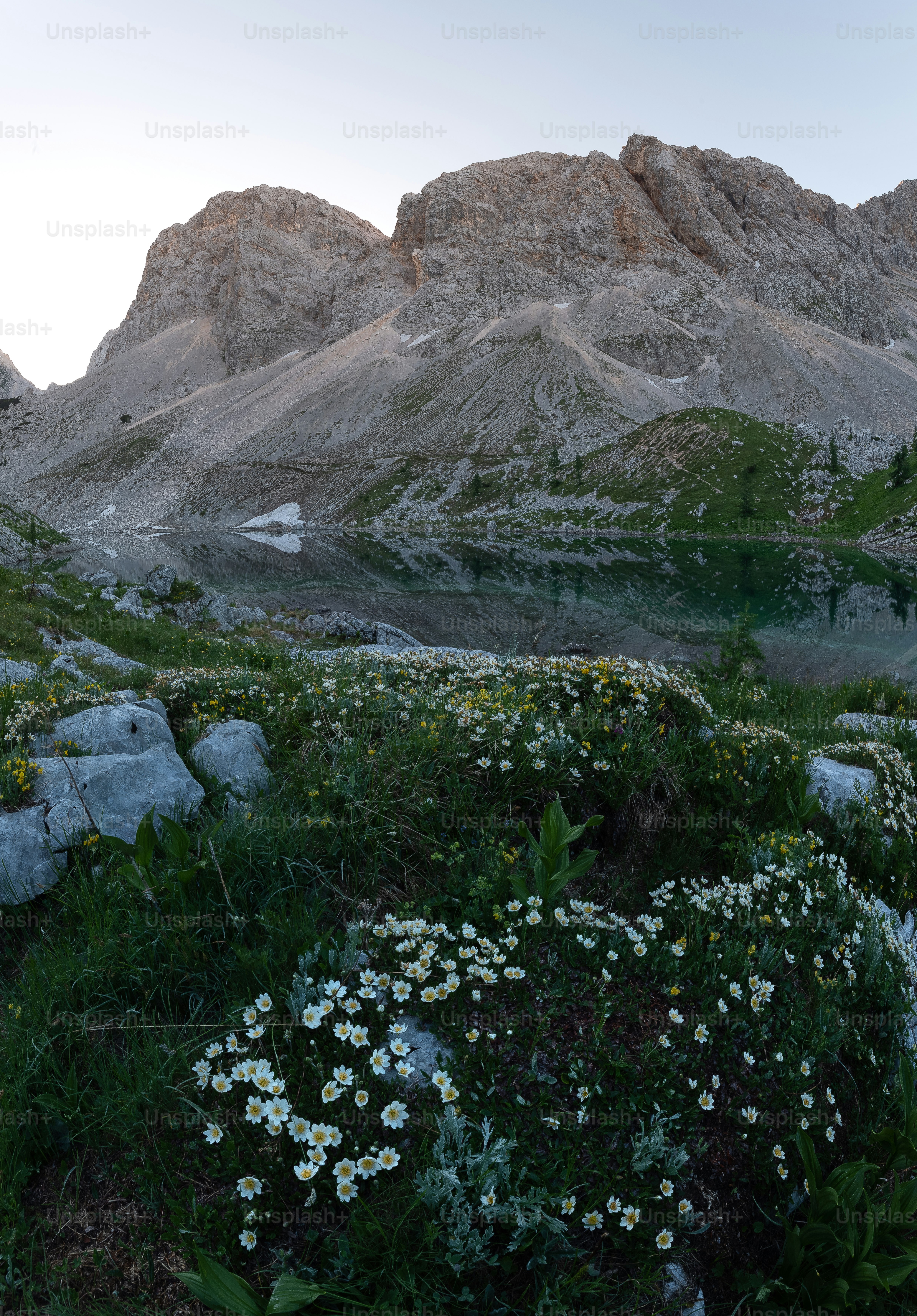 Ein Wildblumenfeld vor einem Berg