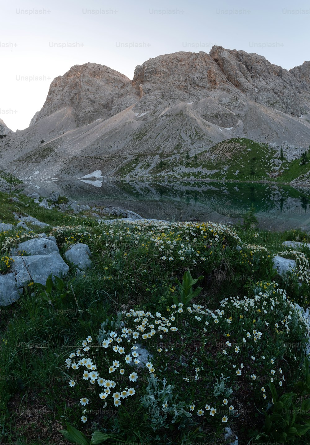 a field of wildflowers in front of a mountain