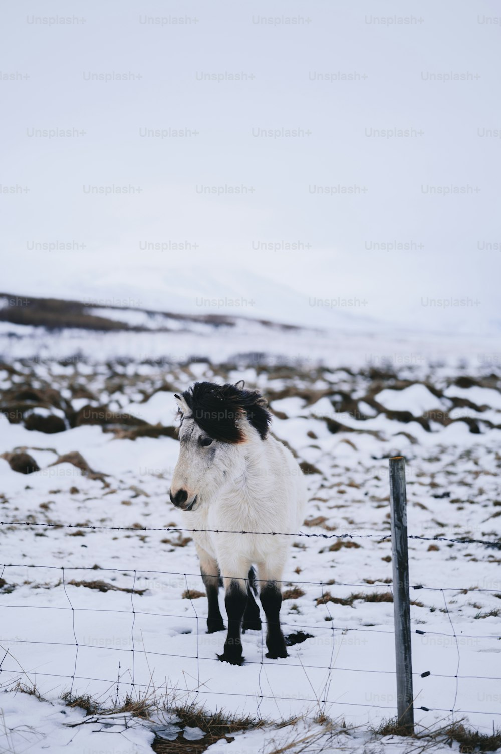 a black and white horse standing on top of a snow covered field