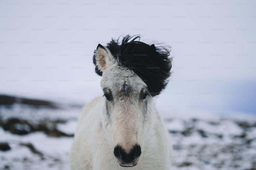 a white horse with a black mane standing in the snow