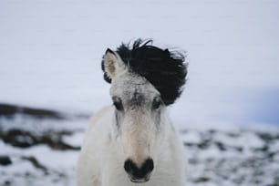 a white horse with a black mane standing in the snow