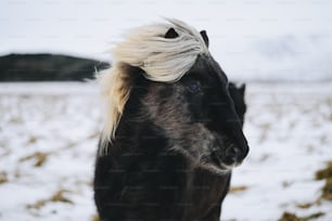 um cavalo preto com uma juba loira em pé na neve