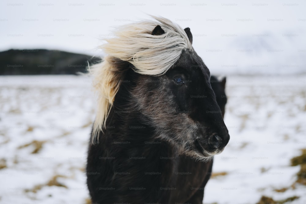 un cheval noir avec une crinière blonde debout dans la neige