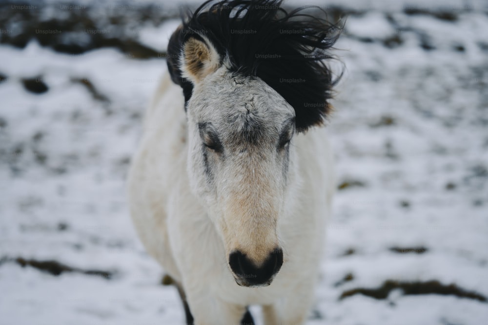 a white and black horse standing in the snow