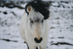 a white and black horse standing in the snow