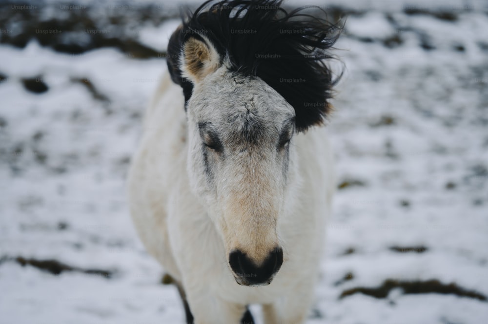 um cavalo branco e preto em pé na neve