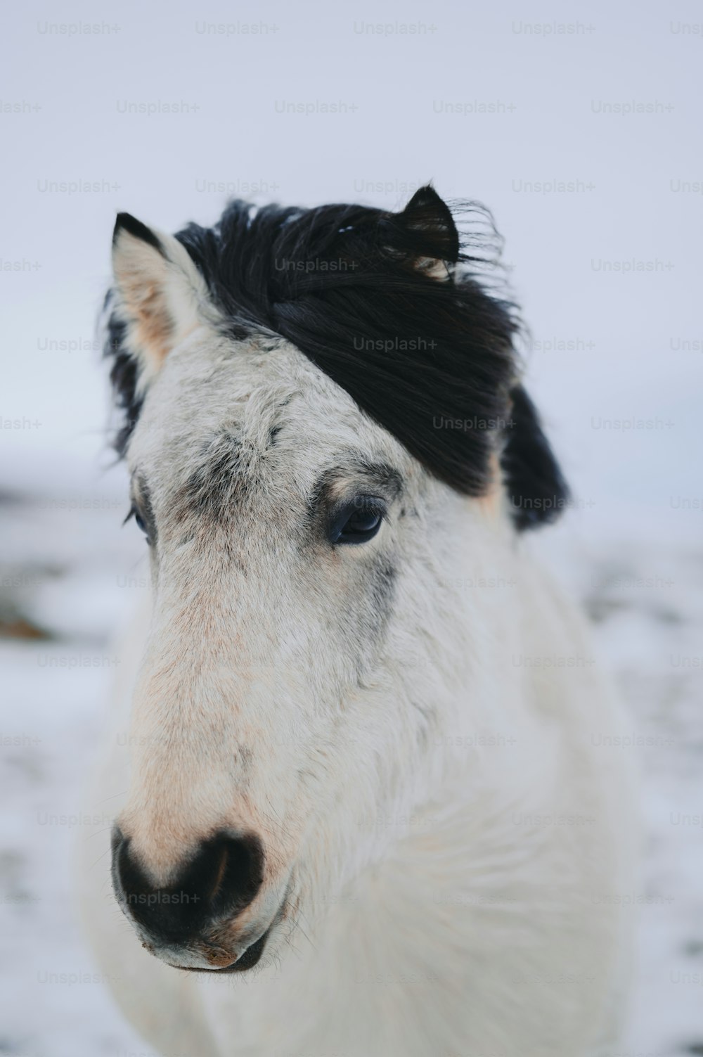 a close up of a white horse with a black mane
