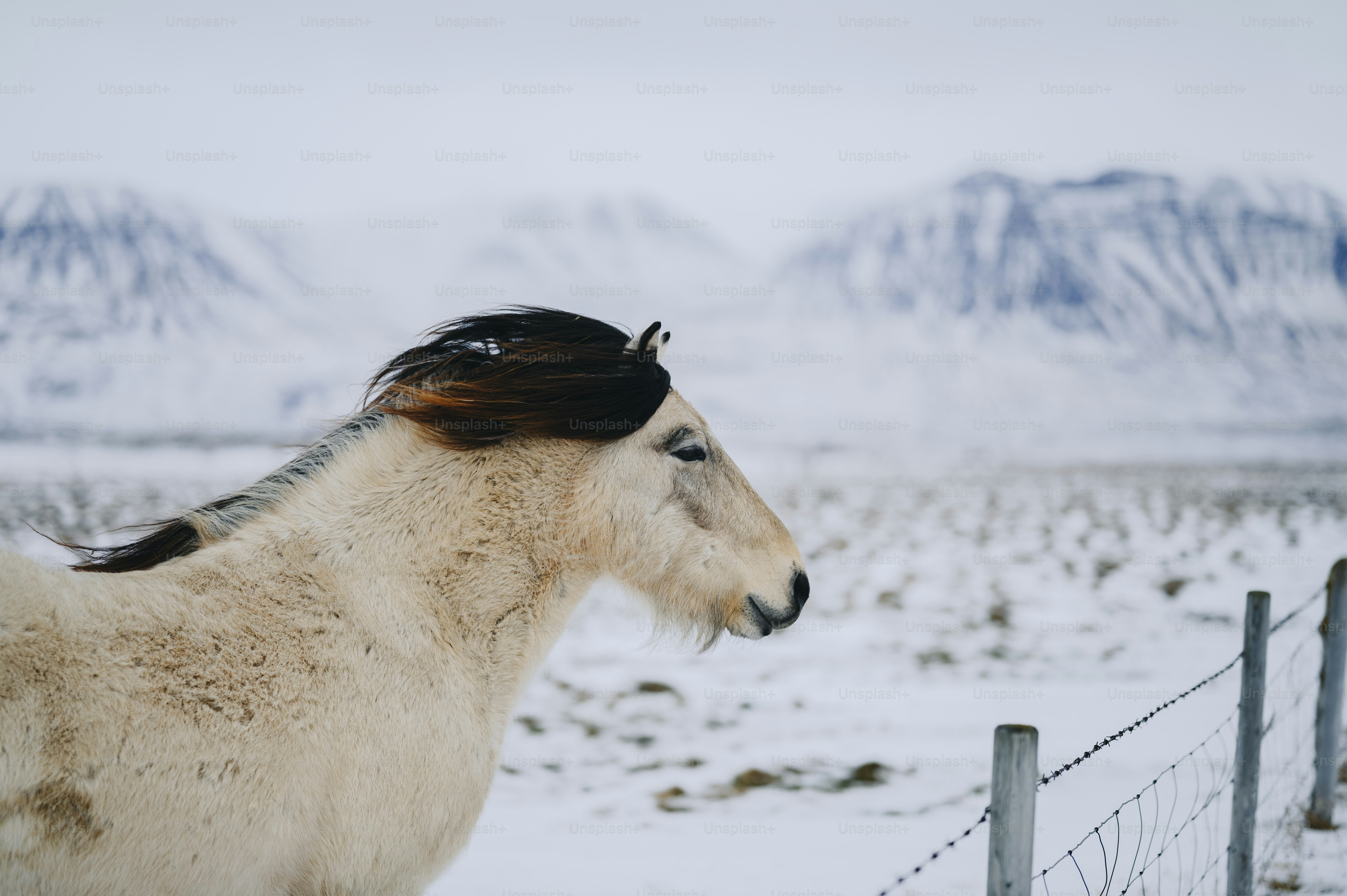 a white horse standing next to a wire fence