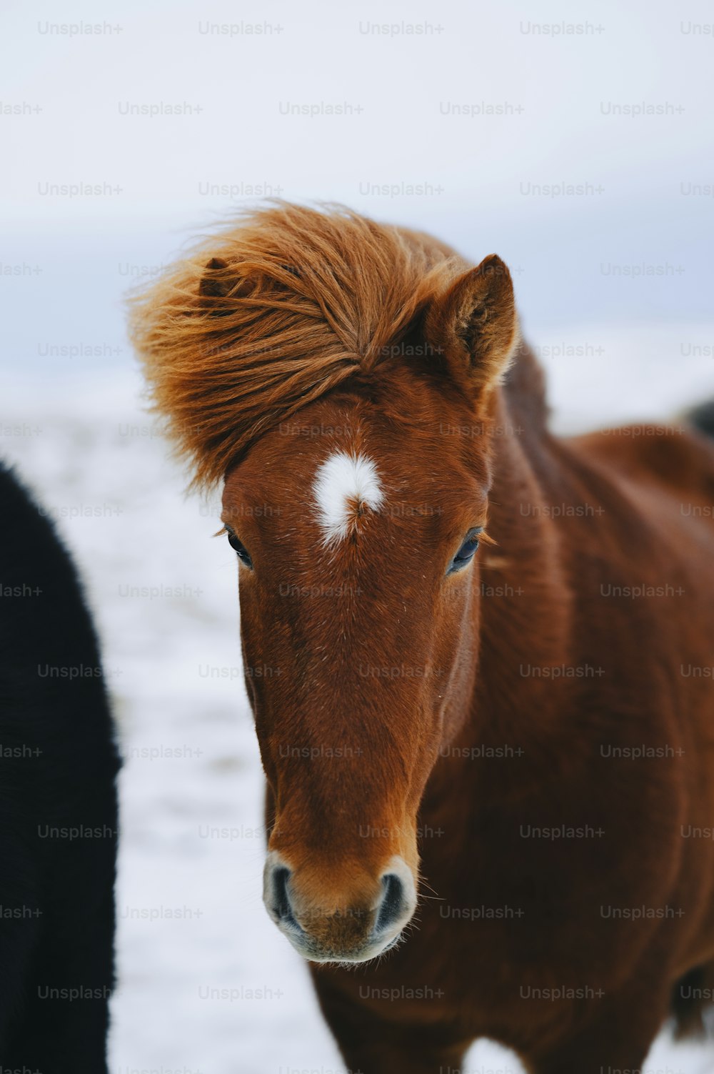 un cheval brun avec une tache blanche sur le visage