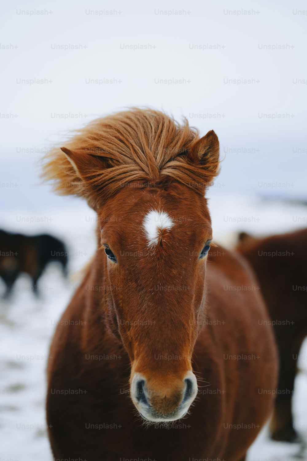 Un cavallo marrone con una macchia bianca sulla fronte