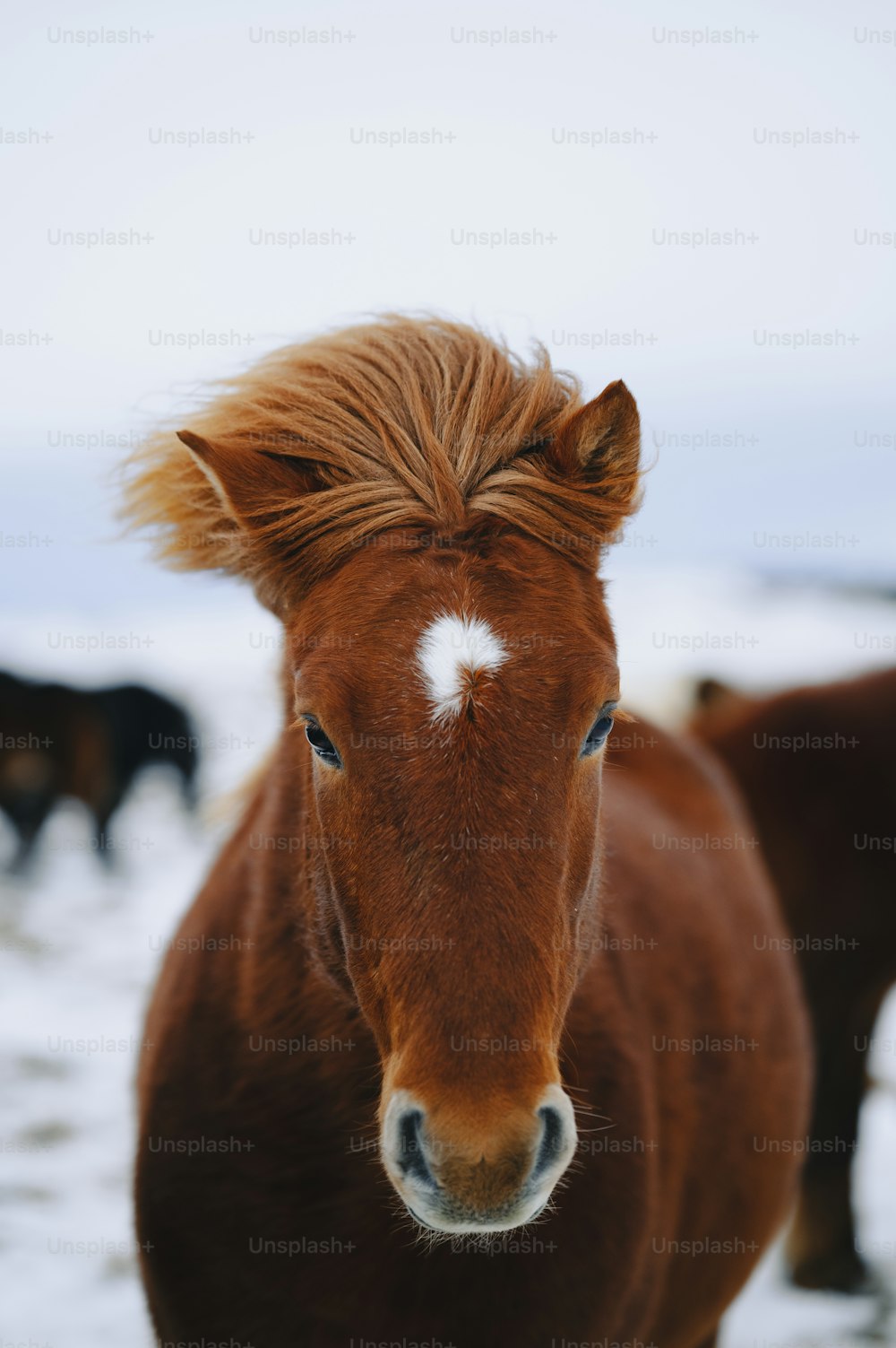 a brown horse with a white spot on it's forehead