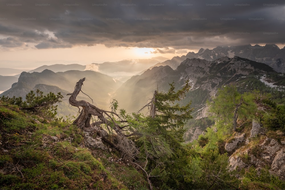 un arbre qui se trouve sur le flanc d’une montagne