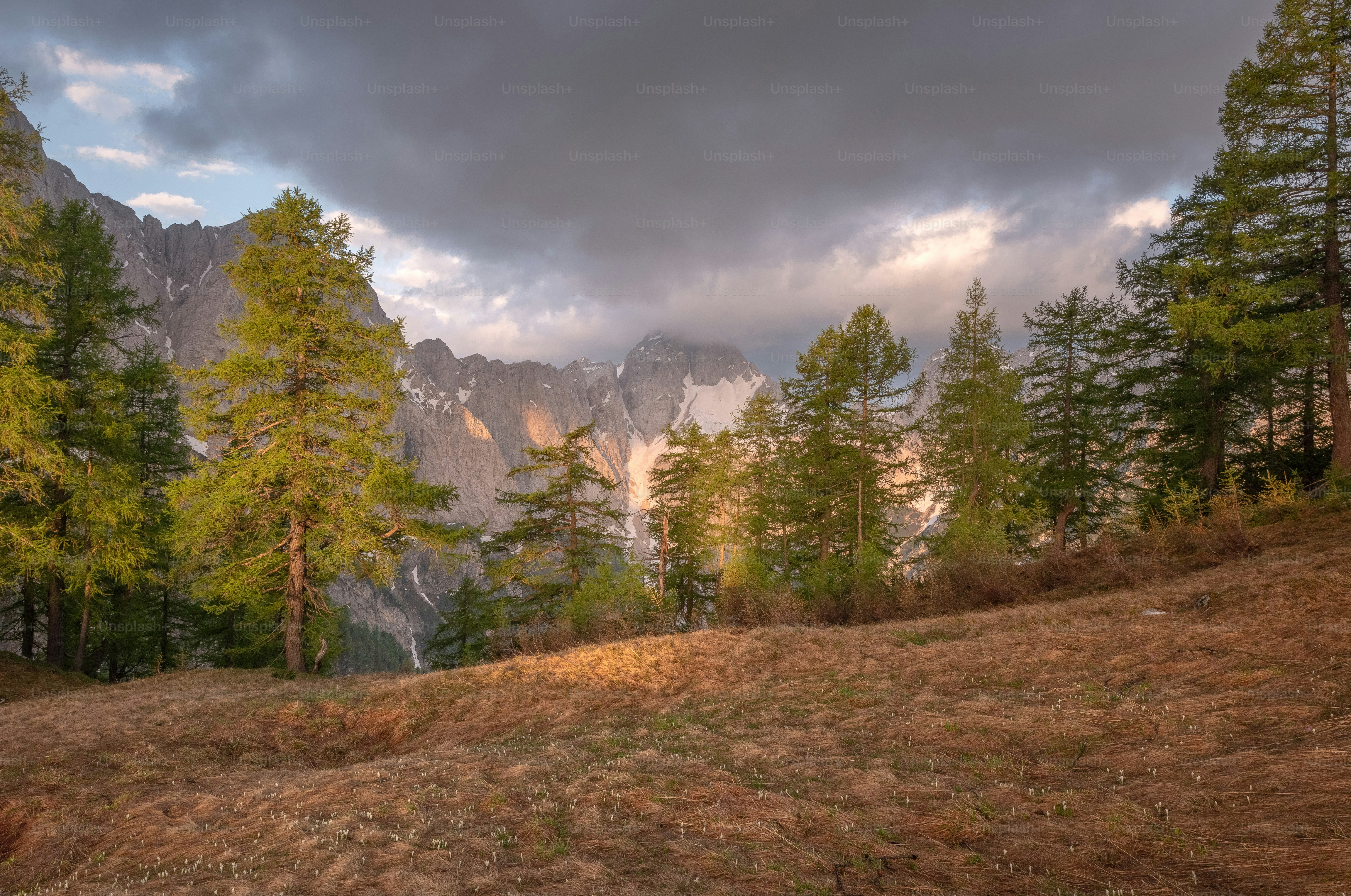 A grassy field with trees and mountains in the background photo ...