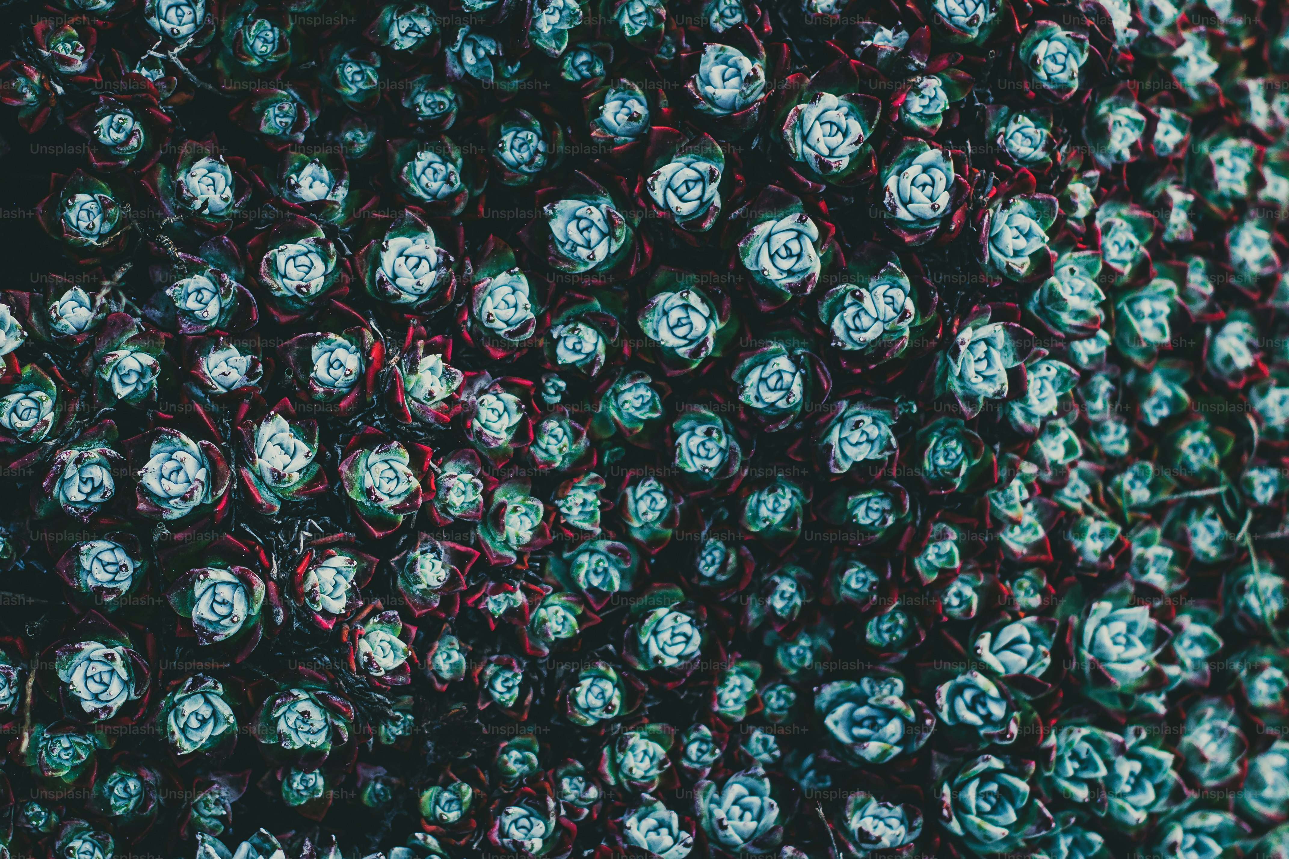 a close up of a bunch of blue and white flowers