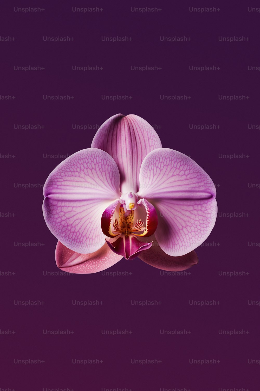 a pink flower with a purple background