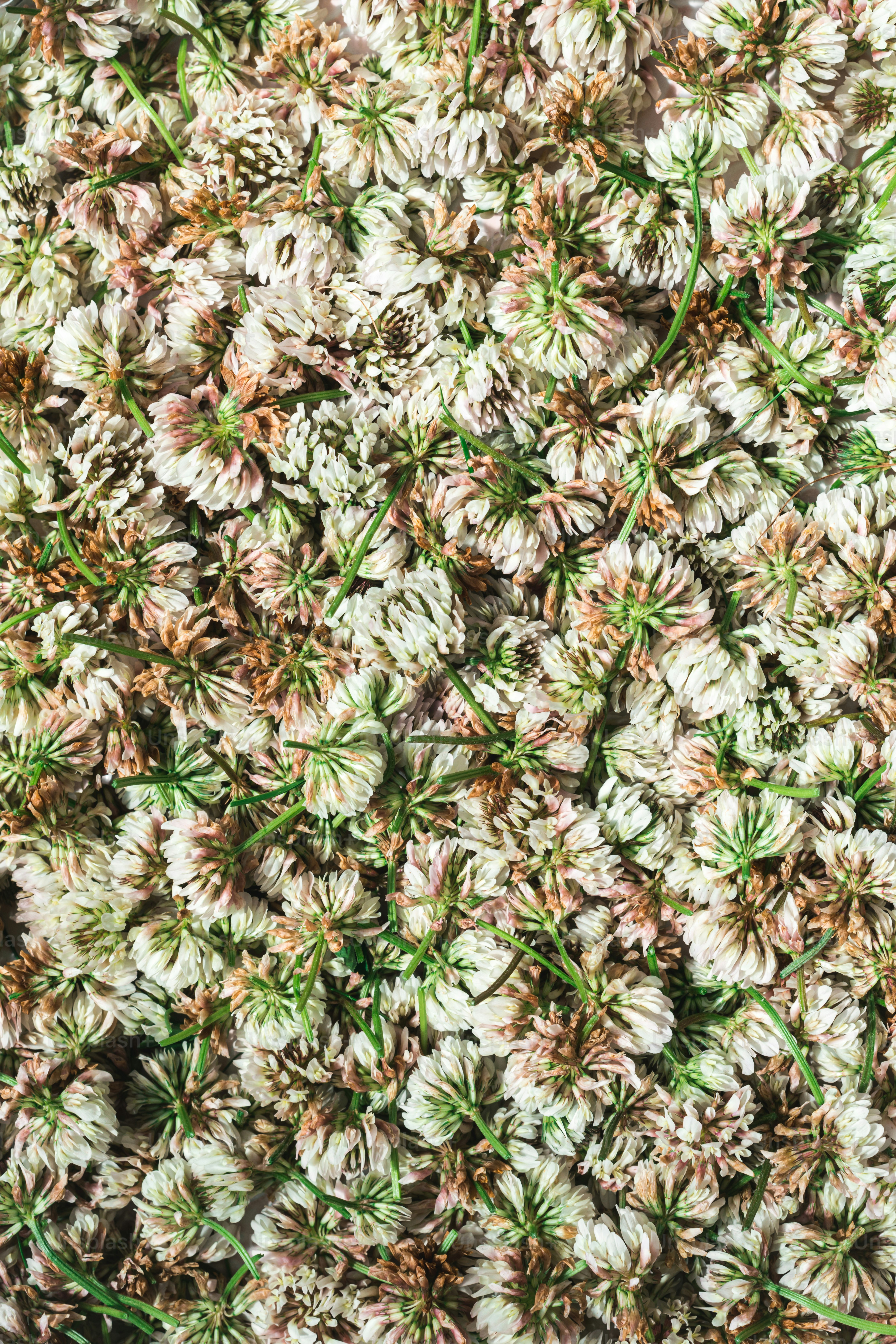 a close up of a bunch of white flowers