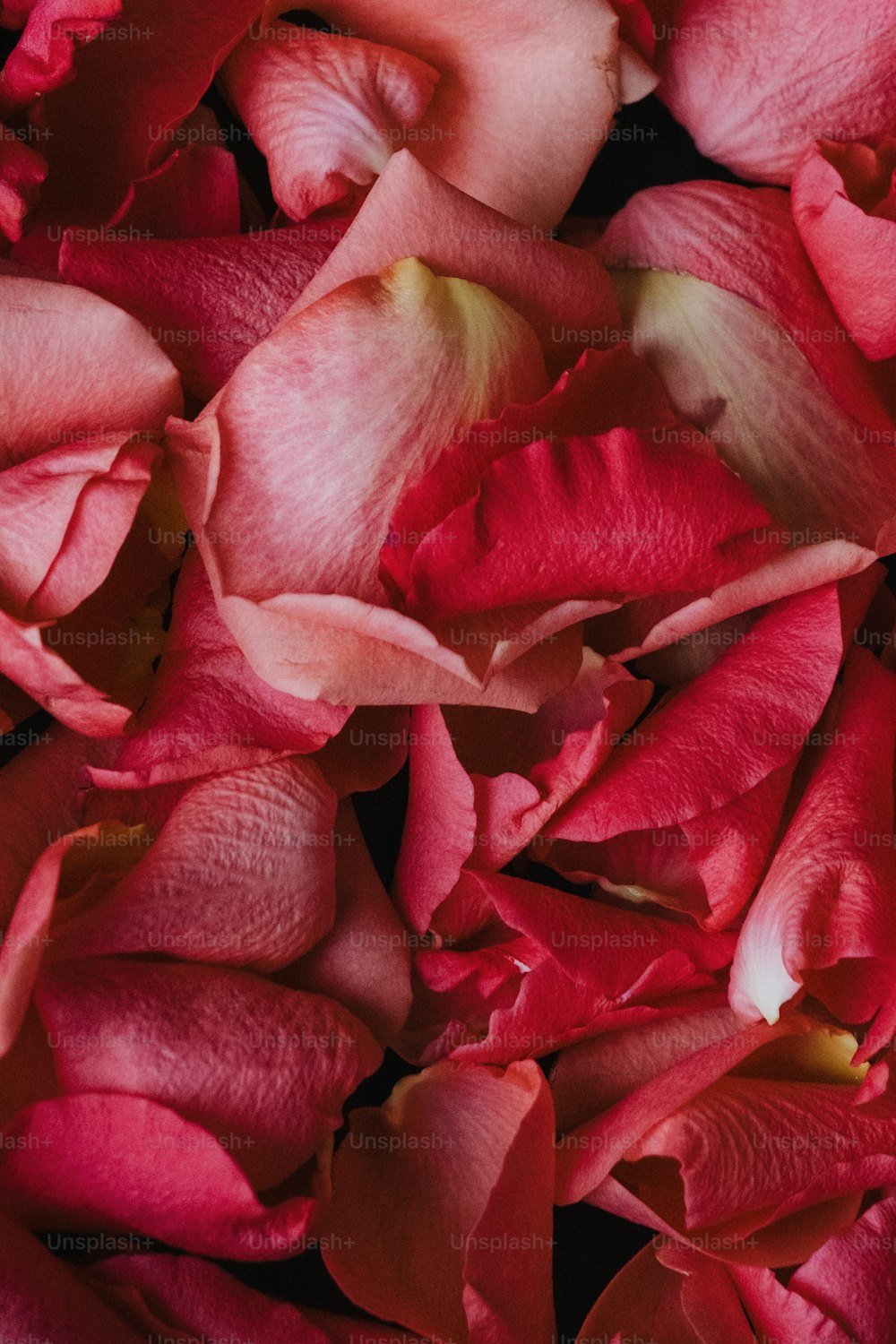 Gros plan d’un bouquet de fleurs roses