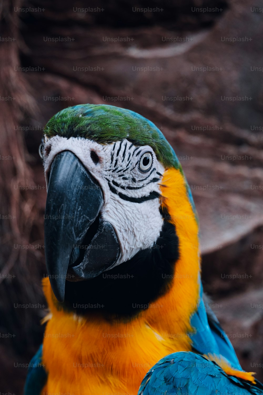um papagaio azul e amarelo sentado no topo de uma árvore