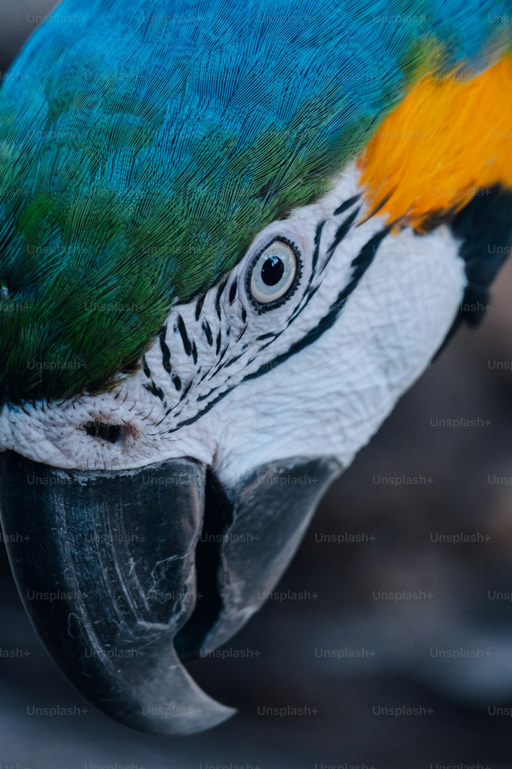 a close up of a blue and yellow parrot's head