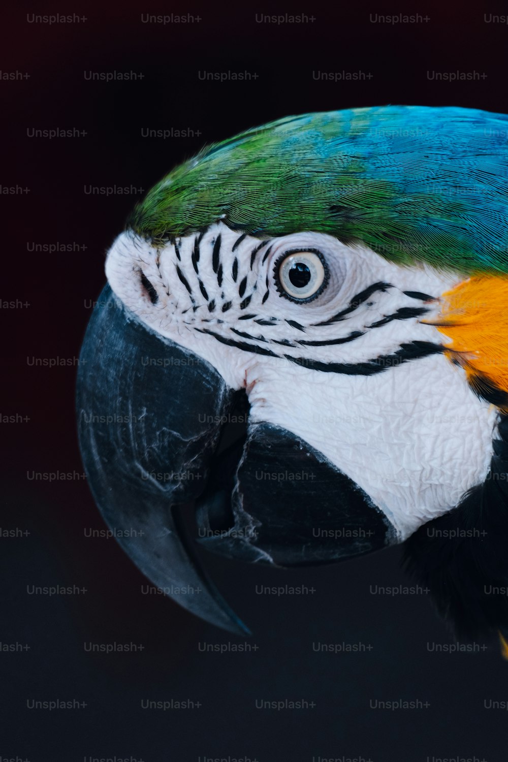 Un primo piano di un uccello colorato con uno sfondo nero