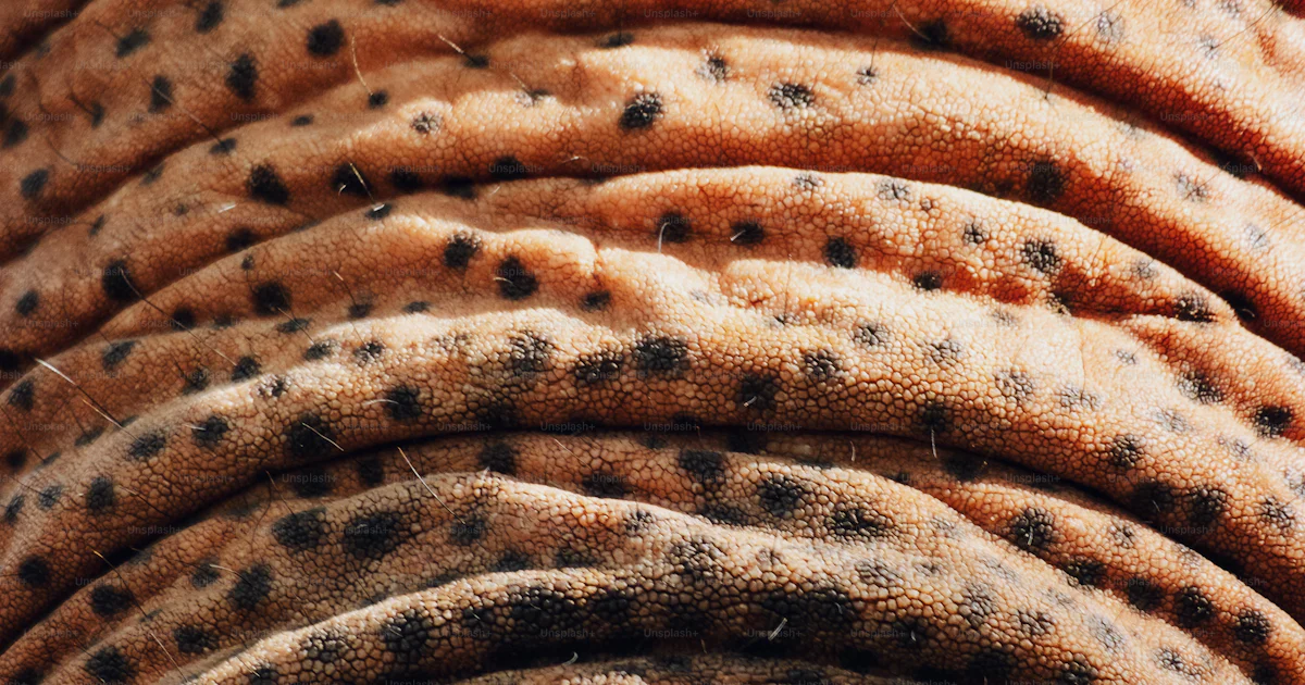 A close up view of the skin of an elephant photo – Macro nature Image ...
