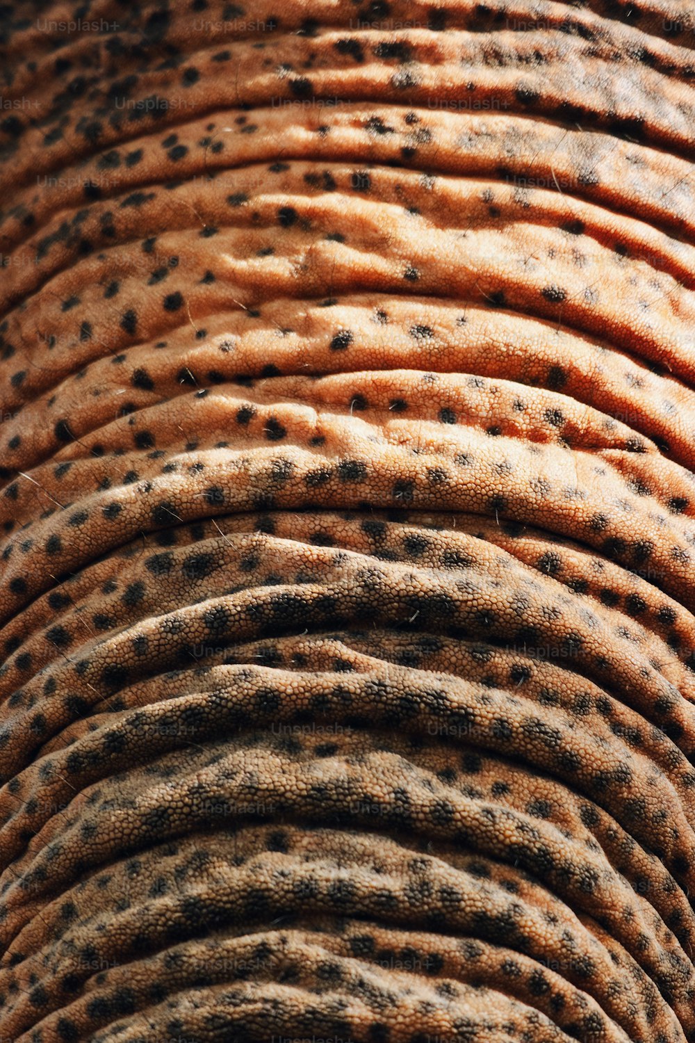 a close up view of the skin of an elephant