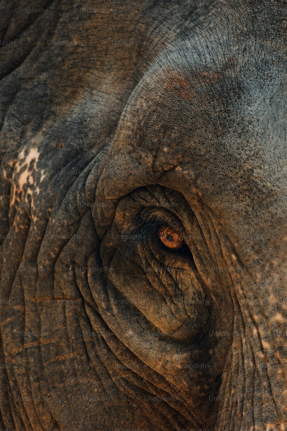 しわのある象の目の接写