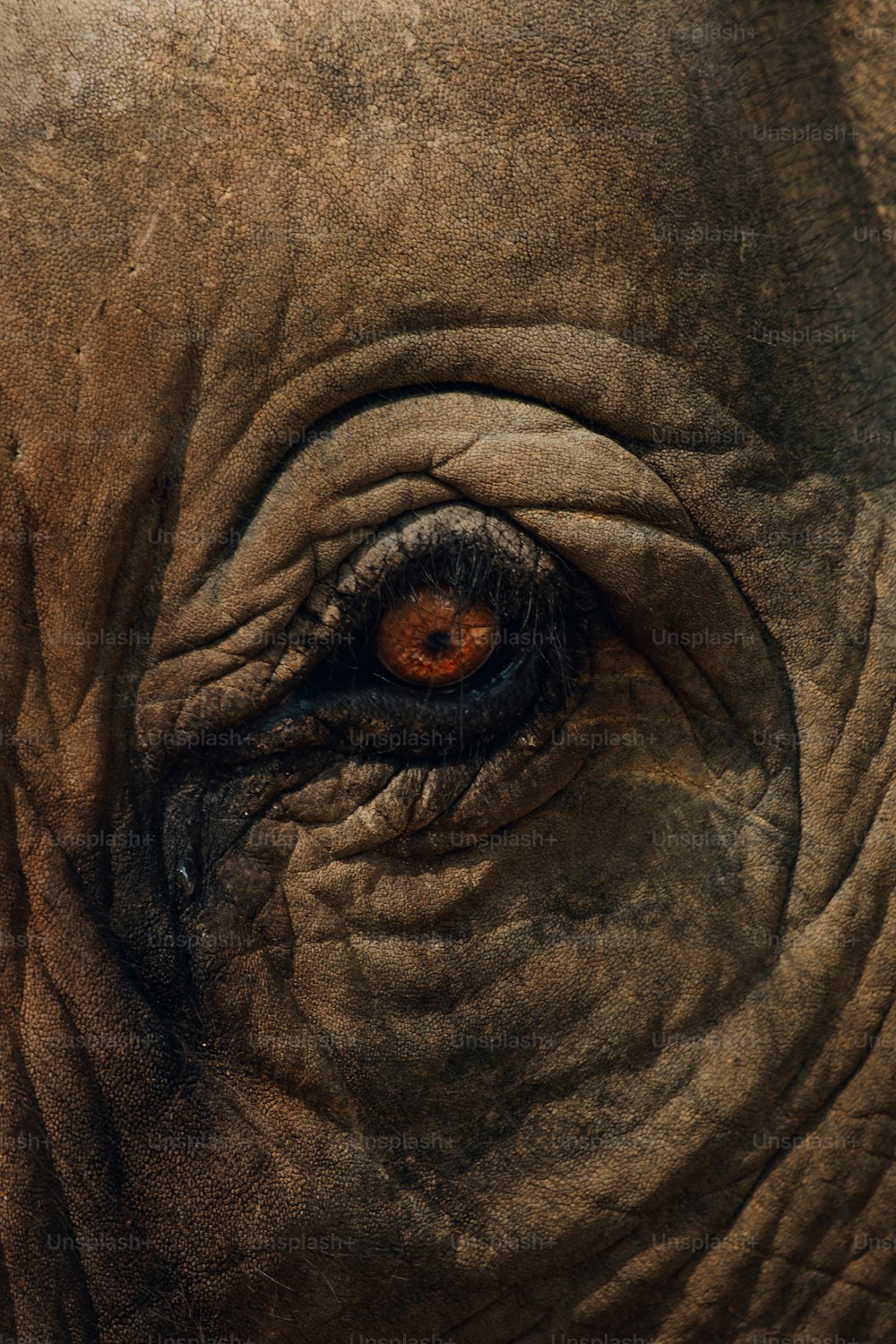 um close up do olho de um elefante