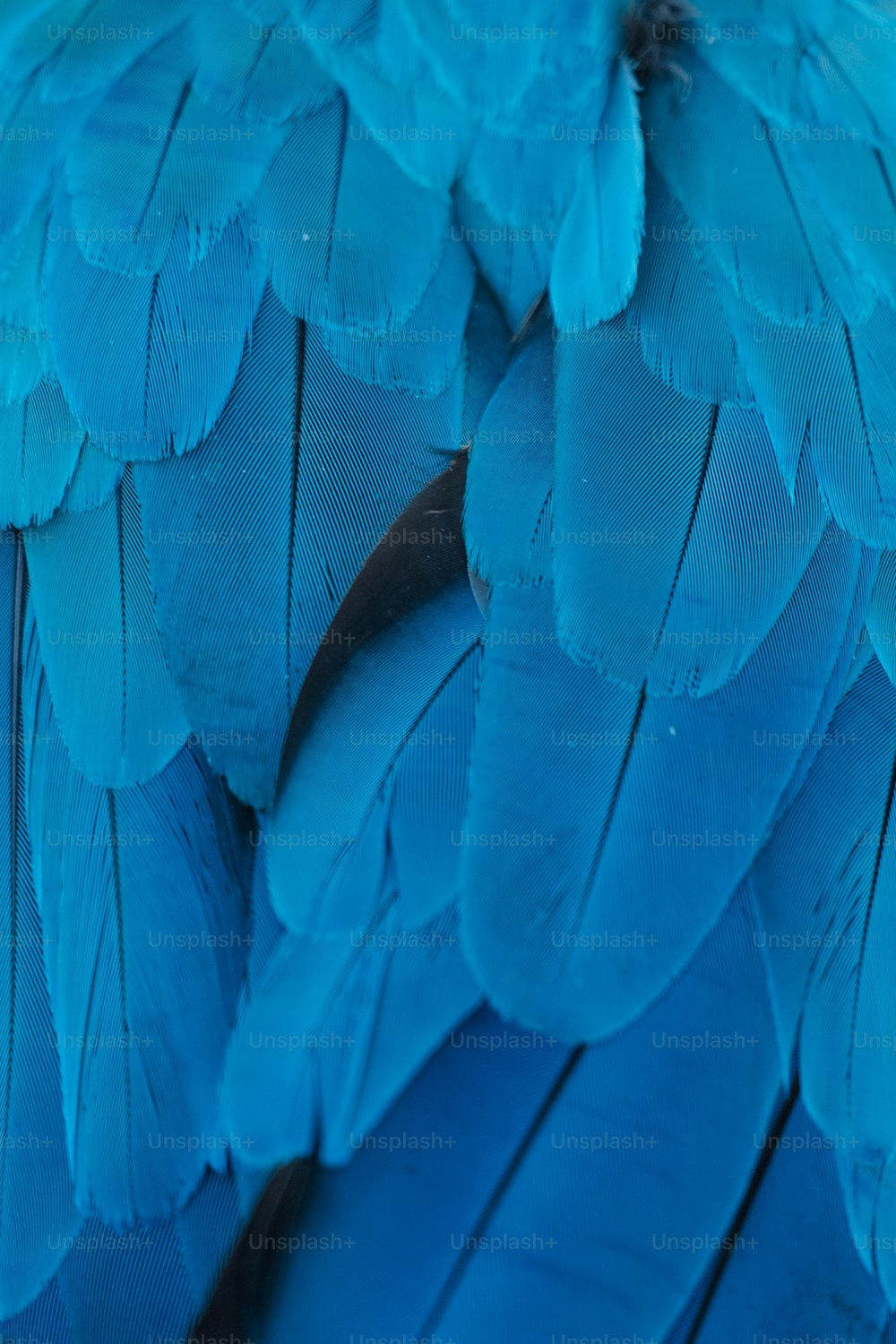 Eine Nahaufnahme der Federn eines blauen Vogels