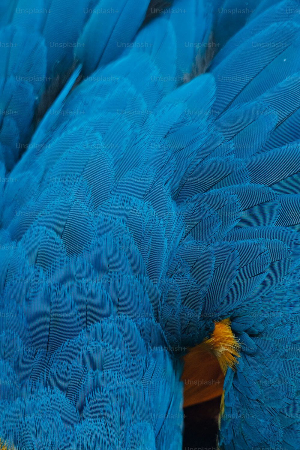 un gros plan des plumes d’un oiseau bleu