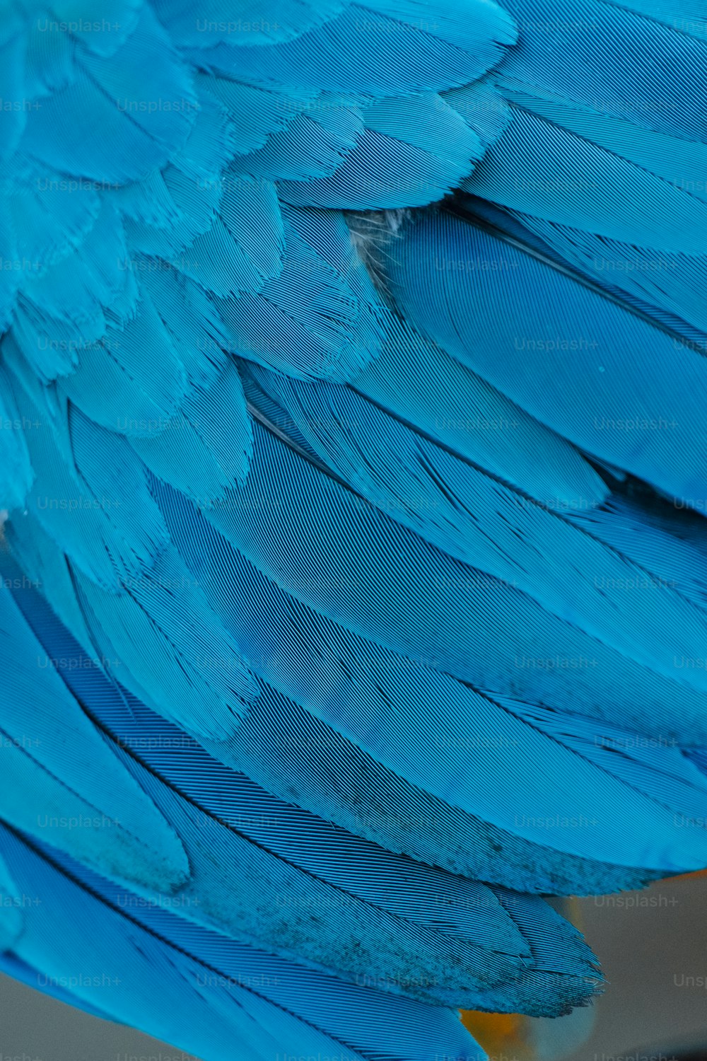 Un primo piano delle piume di un uccello blu