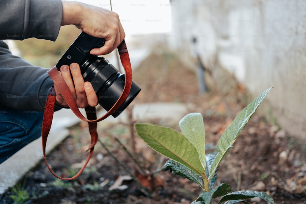 uma pessoa tirando uma foto de uma planta com uma câmera