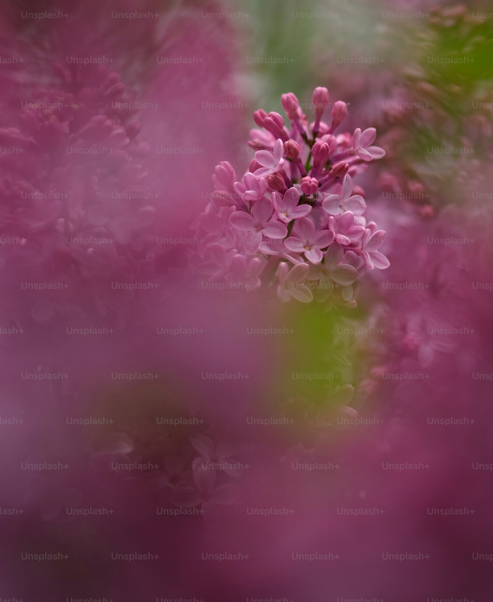 eine Nahaufnahme einer rosa Blume mit verschwommenem Hintergrund