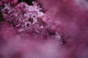 a close up of a bunch of purple flowers