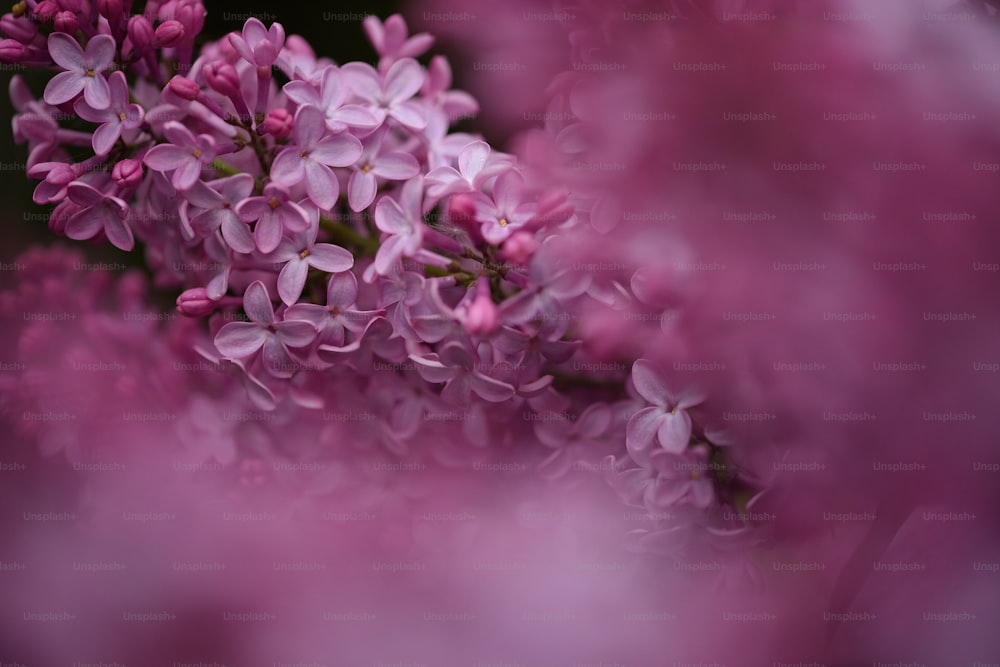 Un primer plano de un ramo de flores púrpuras