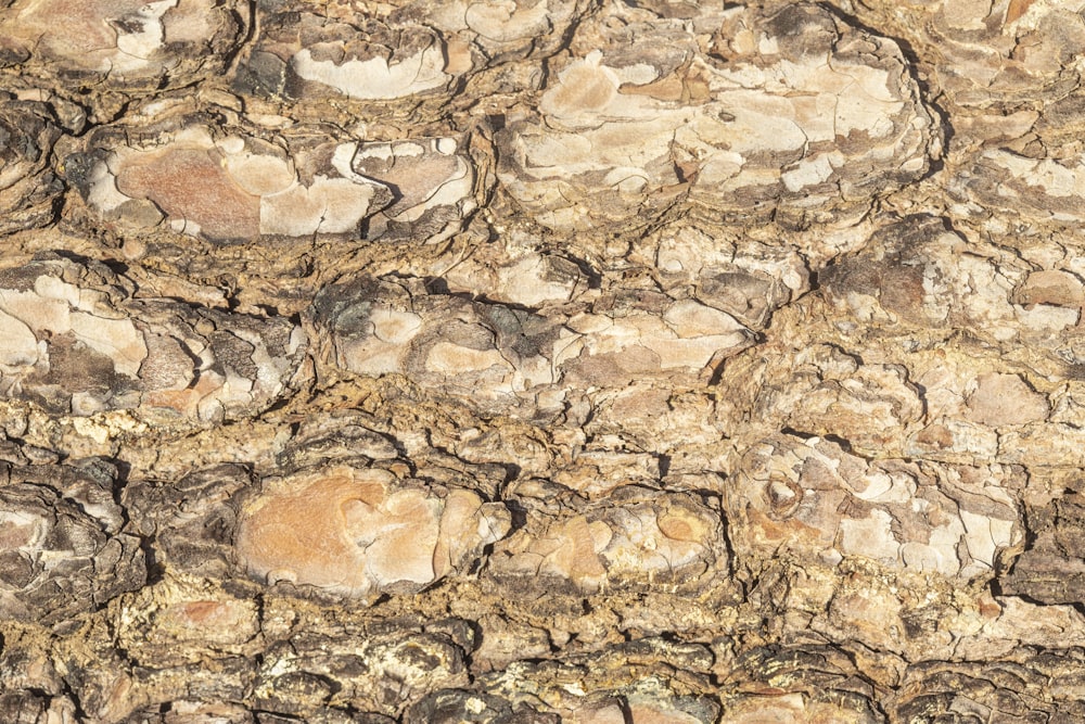 um close up de uma parede de rocha com um pássaro sentado em cima dela