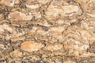 a close up of a rock wall with a bird sitting on top of it