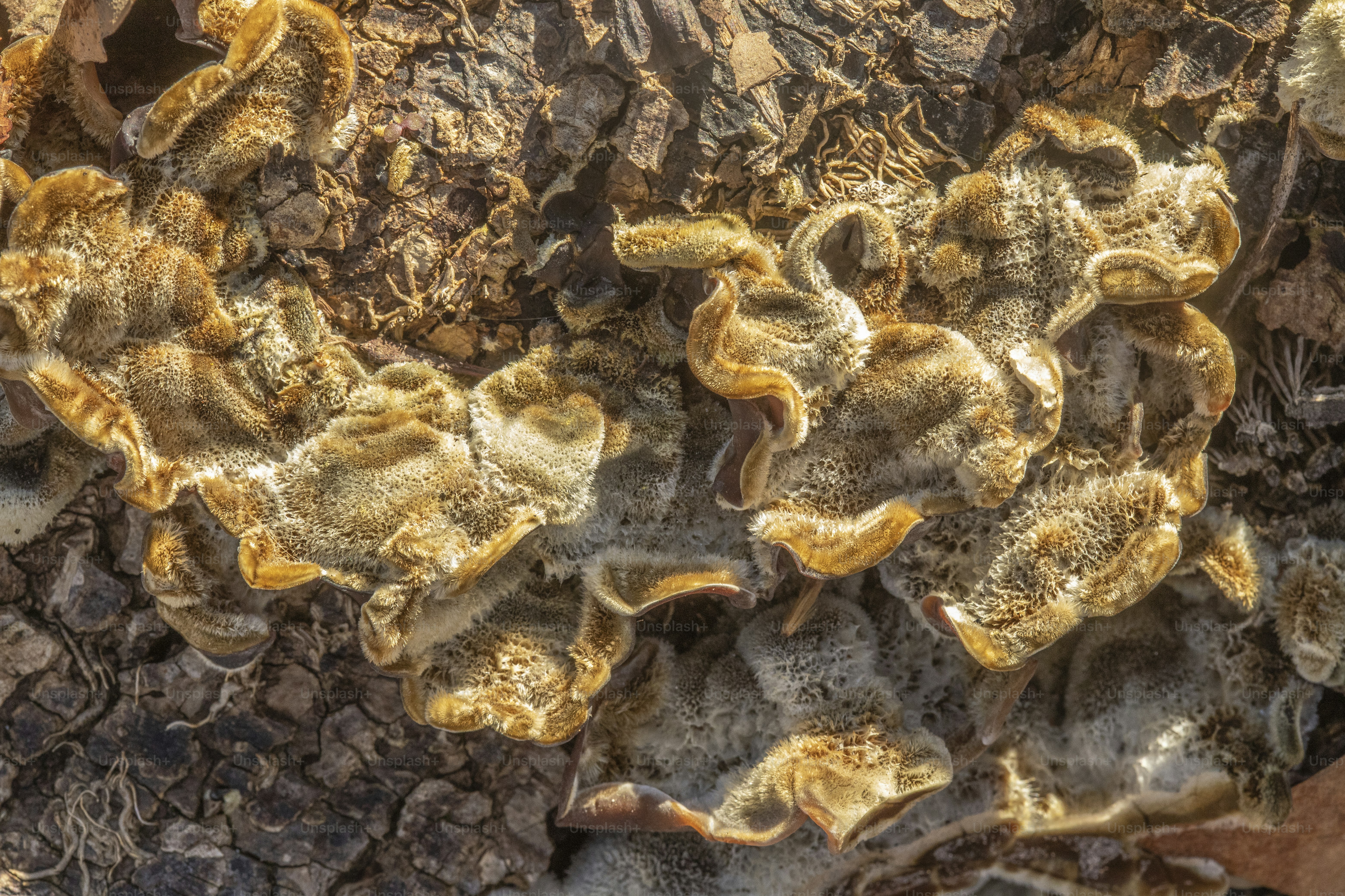 um close up de um tronco de árvore com líquen sobre ele