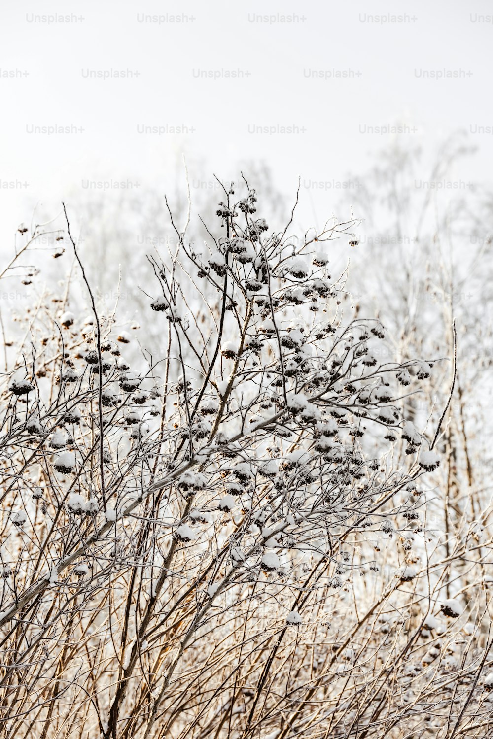 a bunch of branches with snow on them