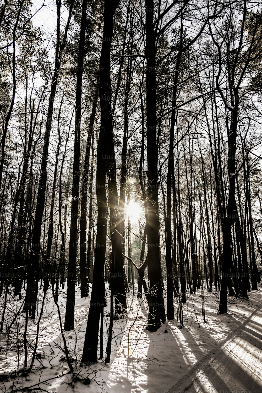 o sol está brilhando através das árvores na floresta